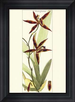 Framed Brilliant Orchids I Print