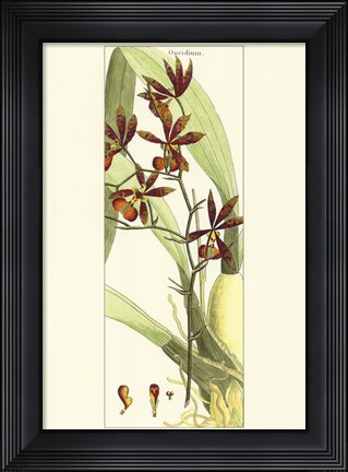 Framed Brilliant Orchids II Print