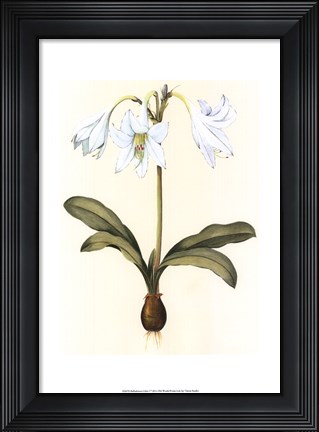 Framed Belladonna Lilies I Print