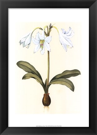 Framed Belladonna Lilies I Print