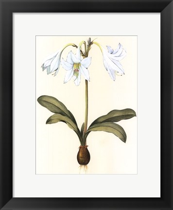 Framed Belladonna Lilies I Print