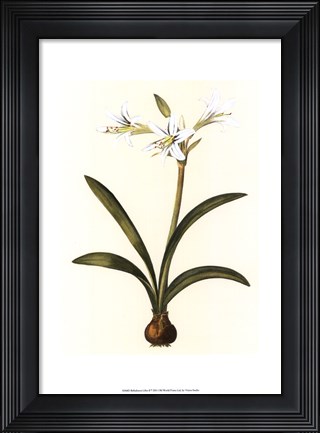 Framed Belladonna Lilies II Print
