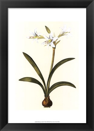 Framed Belladonna Lilies II Print