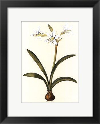 Framed Belladonna Lilies II Print