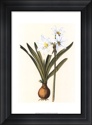 Framed Belladonna Lilies III Print