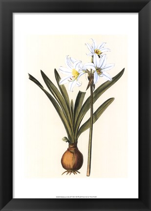 Framed Belladonna Lilies III Print