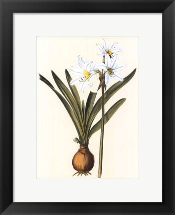 Framed Belladonna Lilies III Print
