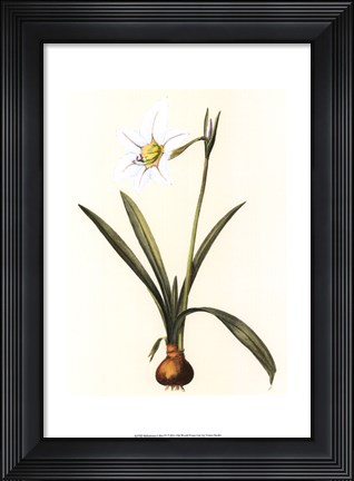 Framed Belladonna Lilies IV Print