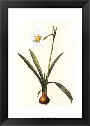 Framed Belladonna Lilies IV Print