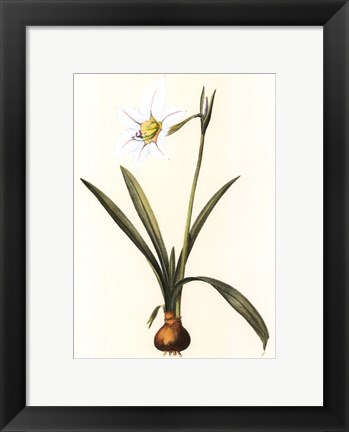 Framed Belladonna Lilies IV Print