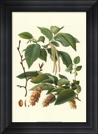 Framed Pincecones &amp; Foliage I Print