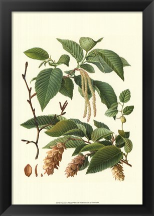 Framed Pincecones &amp; Foliage I Print
