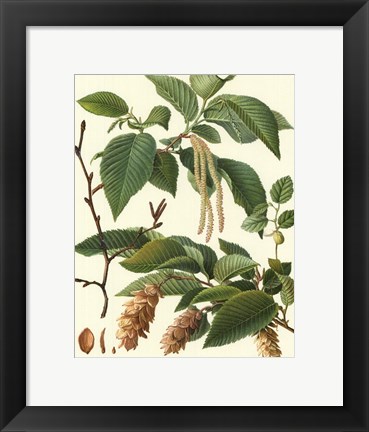 Framed Pincecones &amp; Foliage I Print