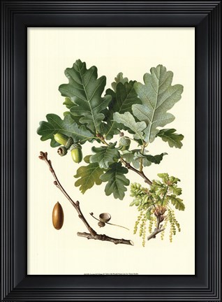 Framed Acorns &amp; Foliage II Print