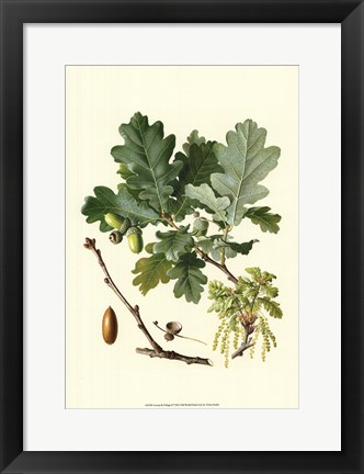 Framed Acorns &amp; Foliage II Print