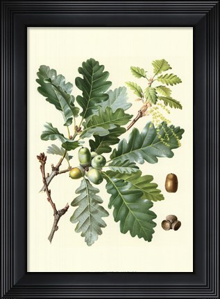 Framed Acorns &amp; Foliage I Print