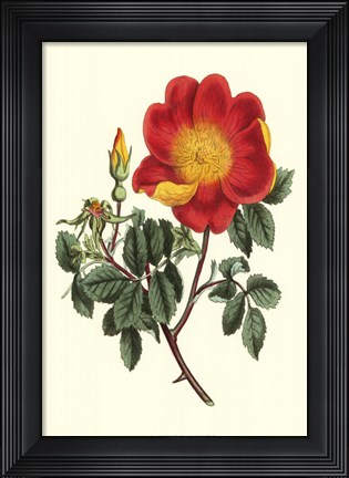 Framed Vibrant Blooms IV Print