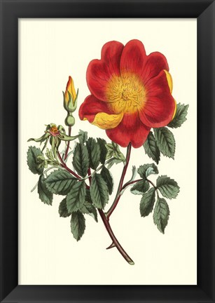 Framed Vibrant Blooms IV Print