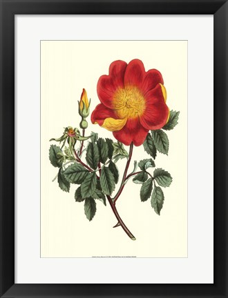 Framed Vibrant Blooms IV Print