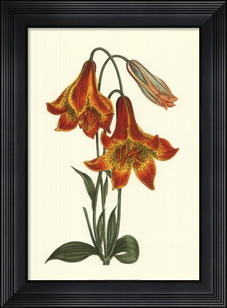 Framed Vibrant Blooms III Print