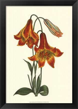 Framed Vibrant Blooms III Print