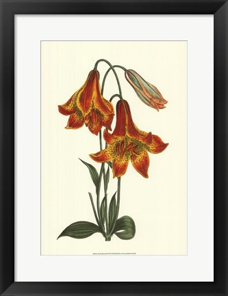 Framed Vibrant Blooms III Print