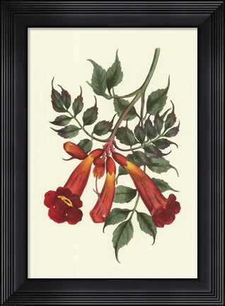 Framed Vibrant Blooms II Print