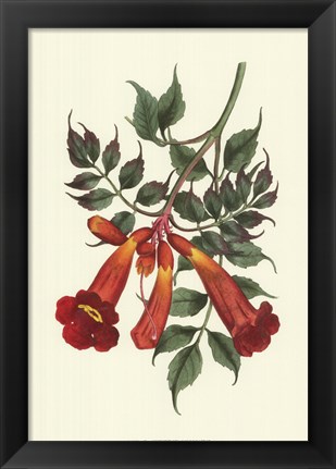 Framed Vibrant Blooms II Print