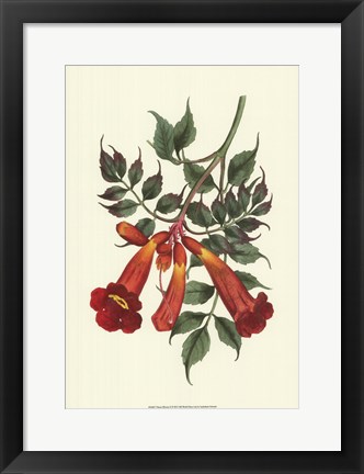 Framed Vibrant Blooms II Print