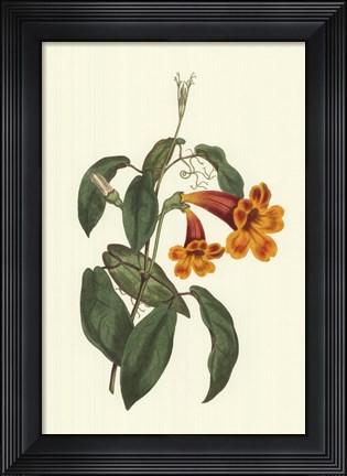 Framed Vibrant Blooms I Print