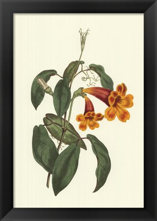 Framed Vibrant Blooms I Print