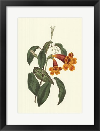 Framed Vibrant Blooms I Print