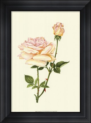 Framed Victorian Rose IV Print