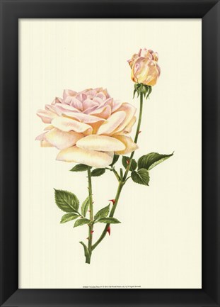 Framed Victorian Rose IV Print