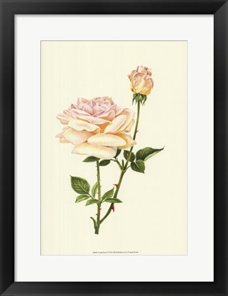 Framed Victorian Rose IV Print