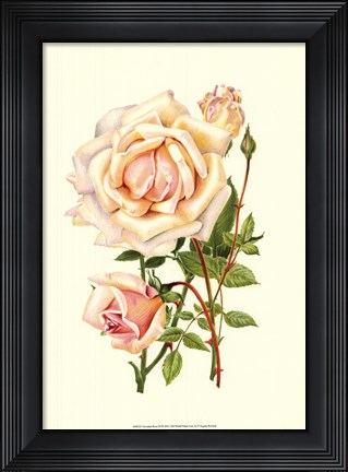 Framed Victorian Rose III Print