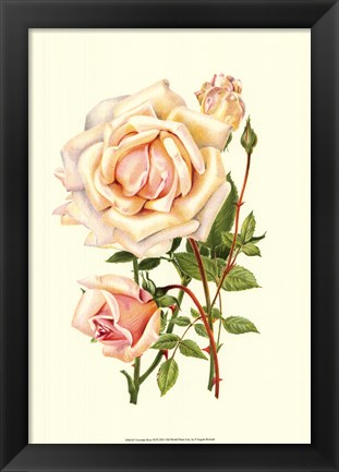 Framed Victorian Rose III Print