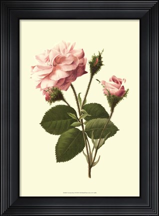 Framed Victorian Rose II Print