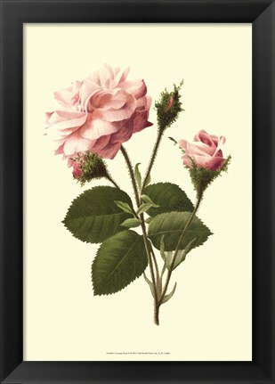 Framed Victorian Rose II Print