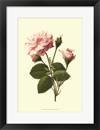 Framed Victorian Rose II Print