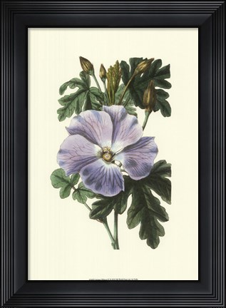 Framed Antique Hibiscus IV Print