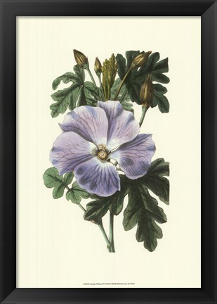 Framed Antique Hibiscus IV Print
