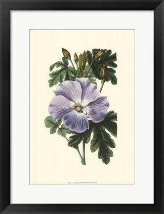 Framed Antique Hibiscus IV Print