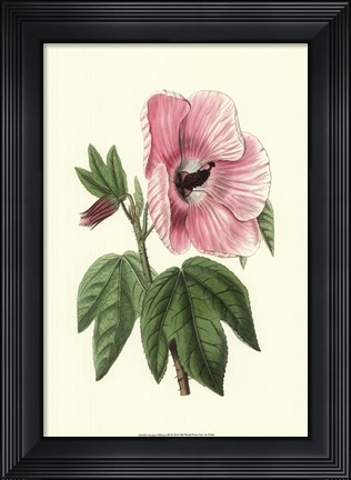 Framed Antique Hibiscus III Print