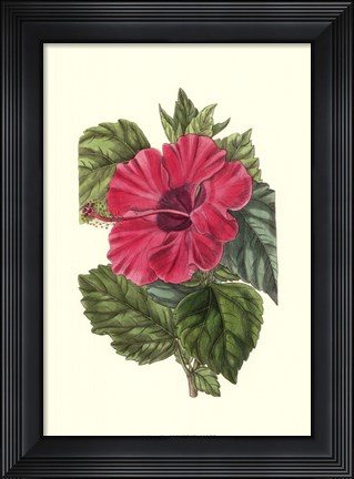 Framed Antique Hibiscus II Print