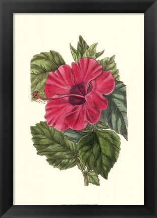 Framed Antique Hibiscus II Print