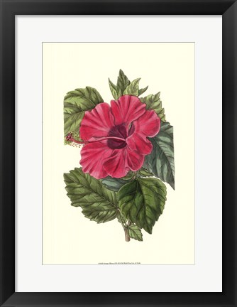 Framed Antique Hibiscus II Print