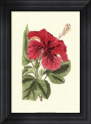 Framed Antique Hibiscus I Print