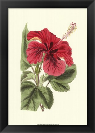 Framed Antique Hibiscus I Print