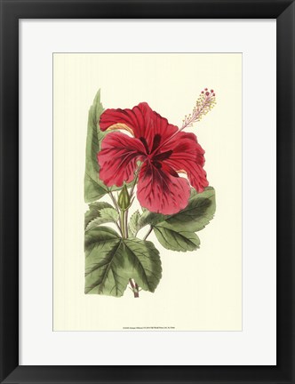 Framed Antique Hibiscus I Print